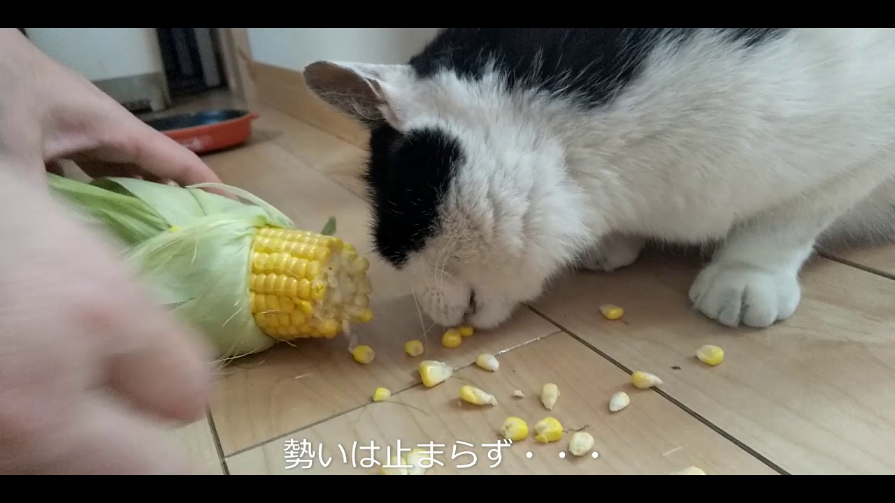 猫部長としおちゃん 大好物 Youtube 猫部長としおちゃん 大好物 Youtube