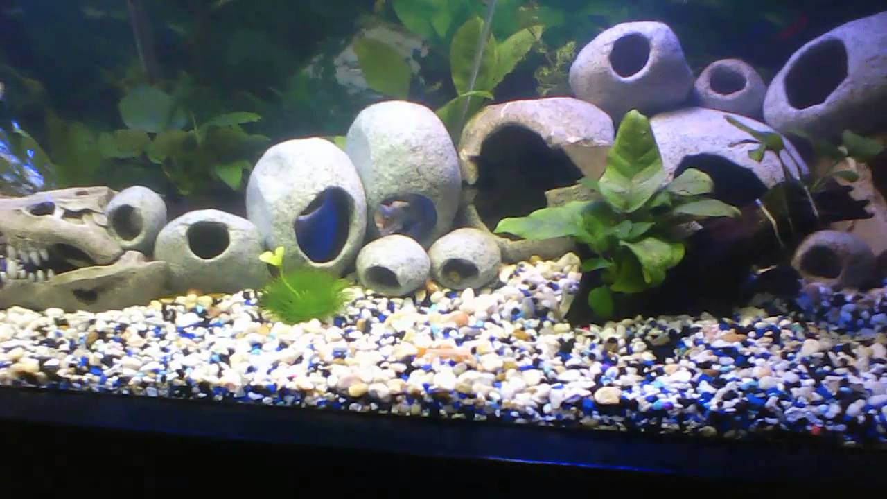 new set up for my Jack dempsey tank 125 gallon fresh water tank YouTube