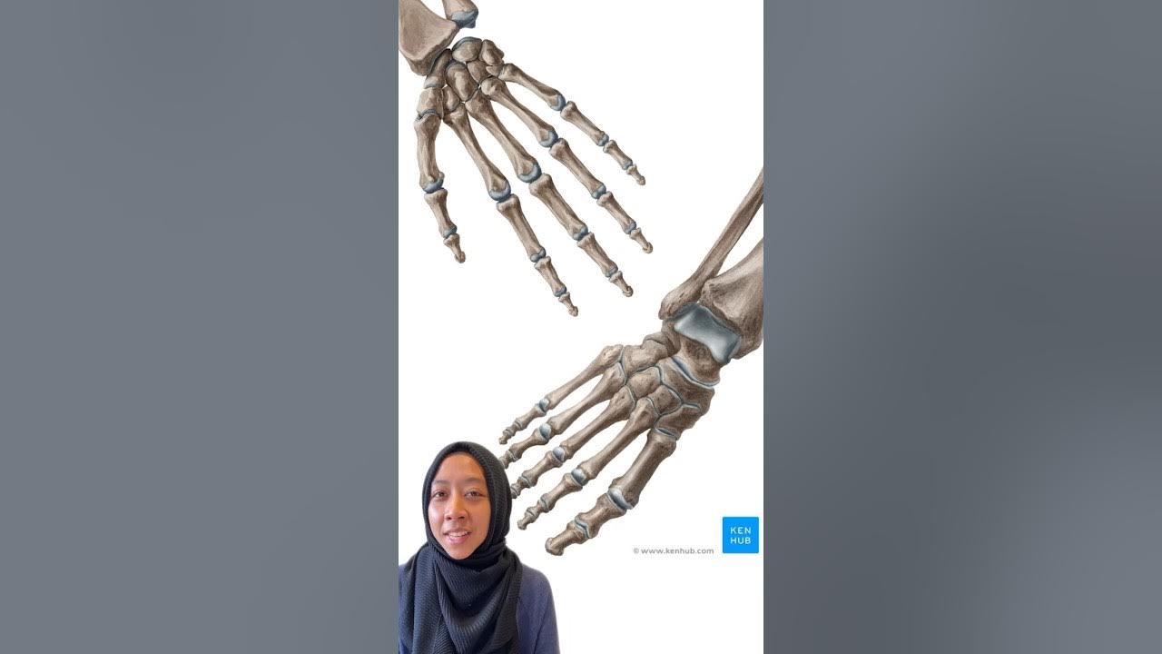 What Are The Smallest Bones In The Human Body anatomy YouTube what-are-the-smallest-bones-in-the-human-body-anatomy-youtube