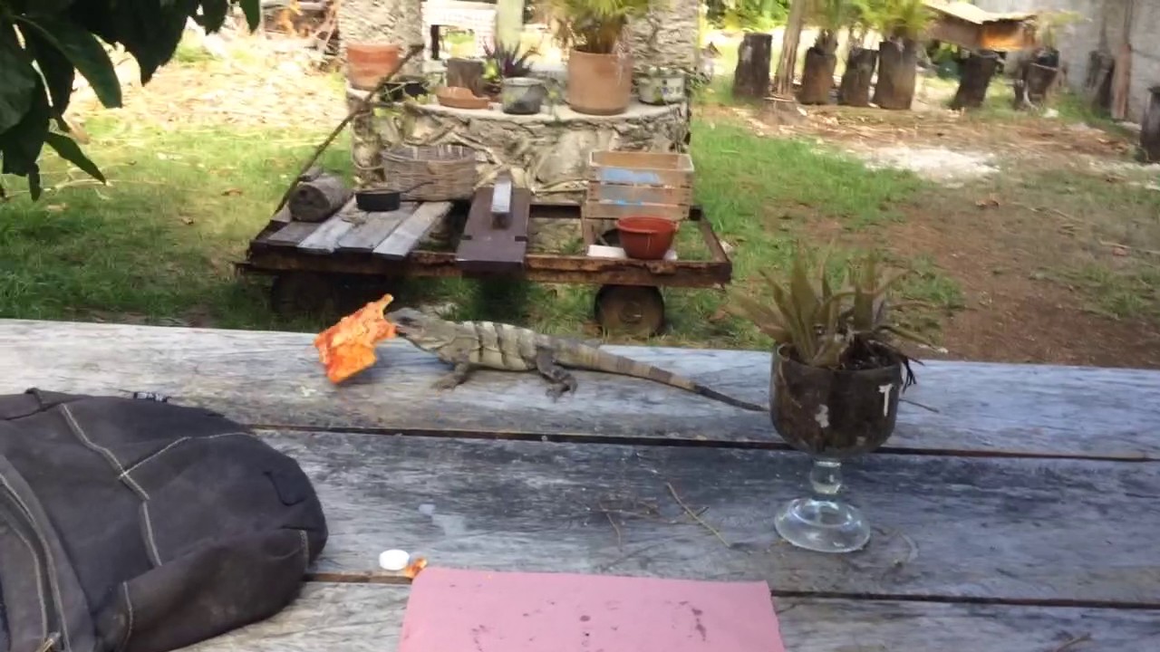 Iguana steals pizza YouTube