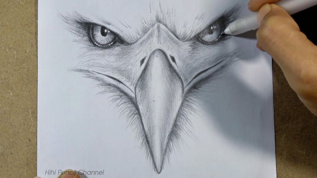 Premium Vector  Head of bald eagle hand draw and paint on white