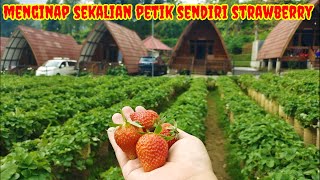 Penginapan Dusun strawberry walini di Ciwidey Bandung