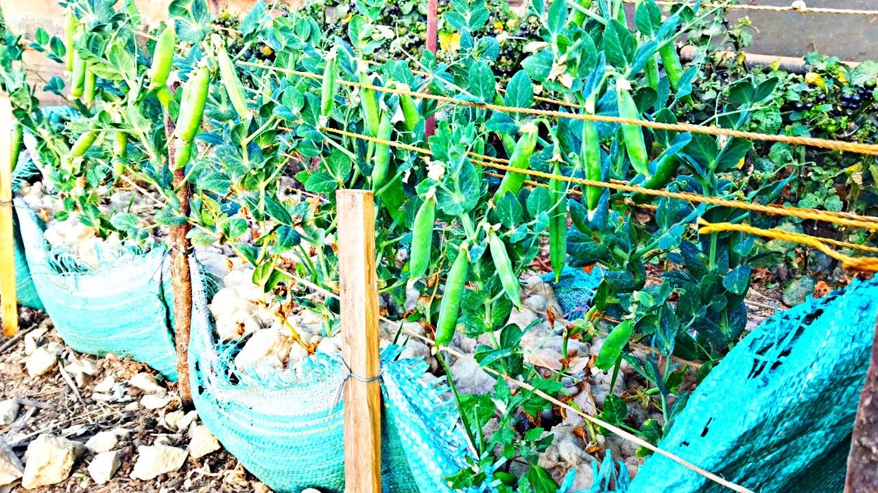 Do you like to eat Garden peas? Growing green peas is very easy at Home