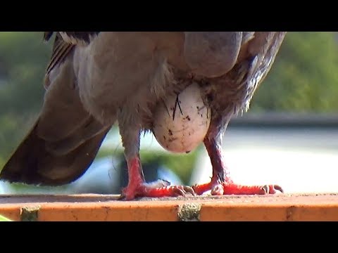 Pigeon With A Sticky Problem