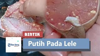 Viral Bintik Putih pada Ikan Lele, Disebut Mengandung Cacing