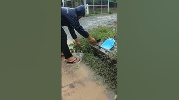 Remove Grass Grow Clogged Culvert On Street #unclog #clean #drain #shorts