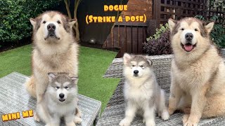 Our New Malamute Meets Phil! The Teddy And Phil Story (So Cute!)