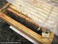 зимний корм для пчел   сахар или натуральный мед , что лучше и почему