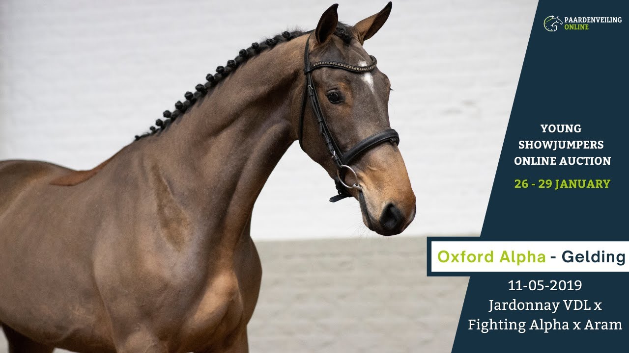 Oxford Alpha - Young Showjumpers Online Auction - Paardenveilingonline.com
