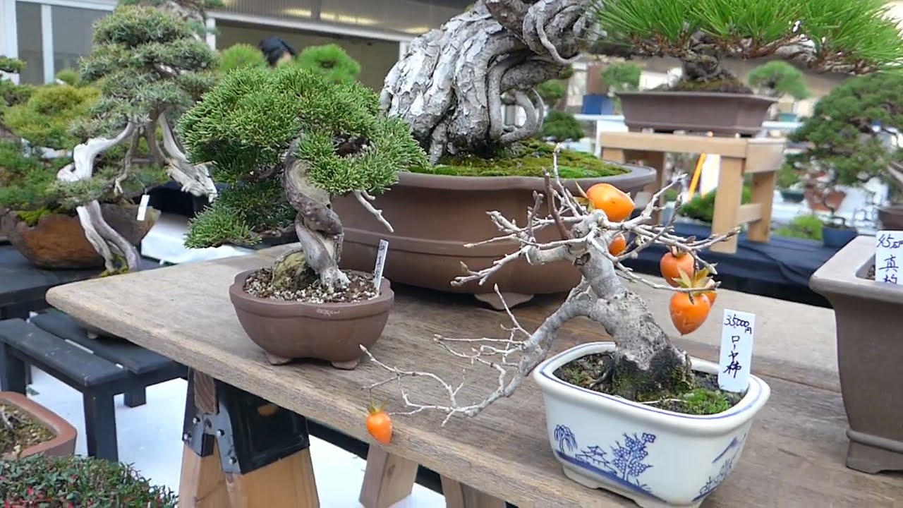 ＢＯＮＳＡＩ　展示即売