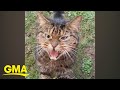 Angry stray cat goes viral after woman documents their unlikely friendship | GMA