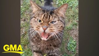 Angry stray cat goes viral after woman documents their unlikely friendship | GMA