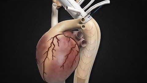 Thoraflex Hybrid Deployment Animation   Terumo Aortic