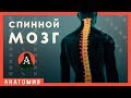 Строение и функции спинного мозга. Урок биологии №84.