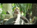 バリ島を冒険！インドネシアの楽園を探索。