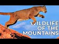 World of the Wild | Episode 12: The American Mountains | Free Documentary Nature