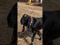 Black Beauty | Desi Bakra | Shahpur kanjra Mandi | #bakramandipunjabpakistan