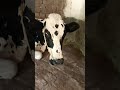 #funny #pets #cutecow #viralvideo