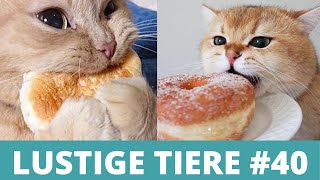 LUSTIGE TIERE - Witzige Tiervideos, Lustige Tiere Compilation #40 by Enjoy Pets 1,201 views 3 years ago 6 minutes, 18 seconds