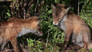 Playtime with red foxes