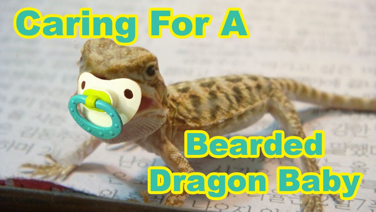 Bearded Dragon Baby Secrets Caring For Your Baby Bearded Dragon YouTube