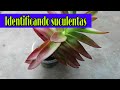 20 SUCULENTAS IDENTIFICADAS + nombres + cuidados básicos | Jardines By Angie