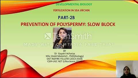 Slow to Polyspermy in Sea Urchin - CSIR UGC NET/ Dr Gayatri Acharya