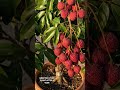 GRAFTED LITCHI plant result #agriculture #grafting #litchi #fruiting