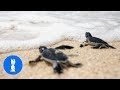 Turtles Swimming &amp; Walking slowly... CUTEST compilation