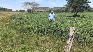 Pasto Mulato II el hibrido líder mundial, en pleno verano (sequía) en Mexico