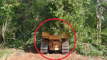 Caterpillar D6R XL Bulldozer Operator Crushed by Tree Branch