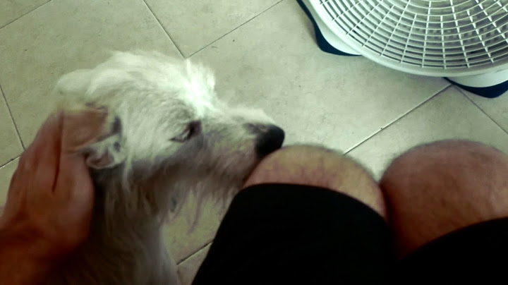 Dexter el perro!