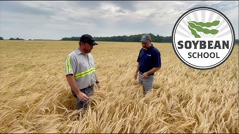 Soybean School: Learning from 20 years of double cropping