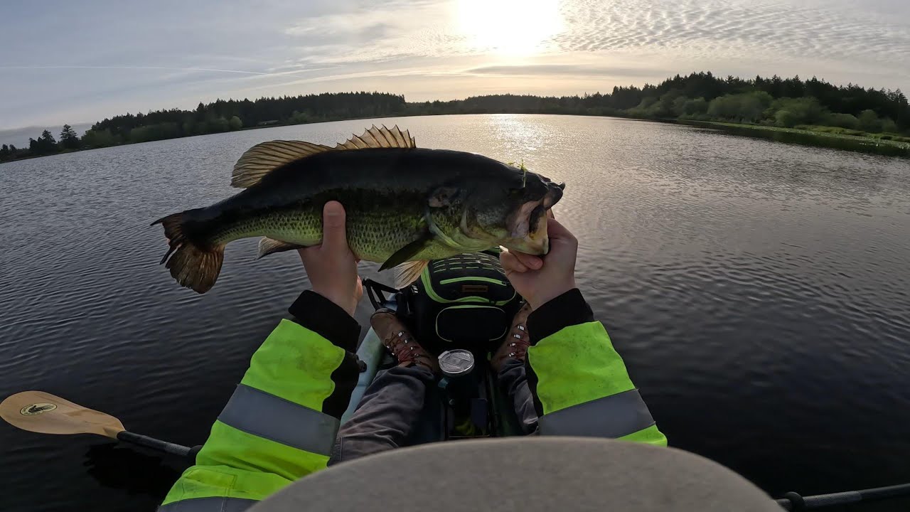 Slaying Bass with Walking Bait; Must-See Top Water Fishing Action! #fishing #bassfishing