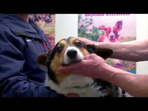 Video: Kuinka harjata koirasi hampaat - turvallisesti!