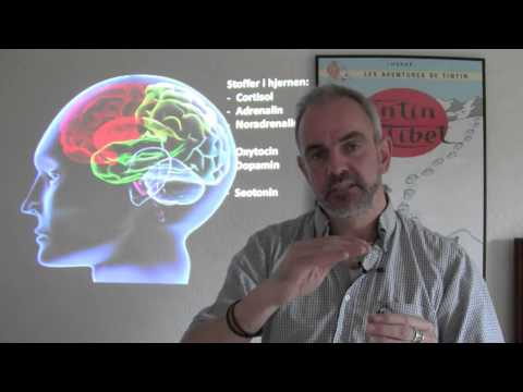 Video: Hvilken del af hjernen styrer den semantiske hukommelse?