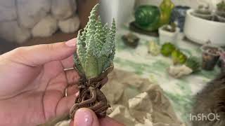 видео: РАСПАКОВКА СУККУЛЕНТОВ! Первые потери😢 картинка: РАСПАКОВКА СУККУЛЕНТОВ! Первые потери😢