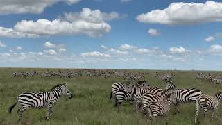 East Safaris | Serengeti Great Migration | Big number of Zebras