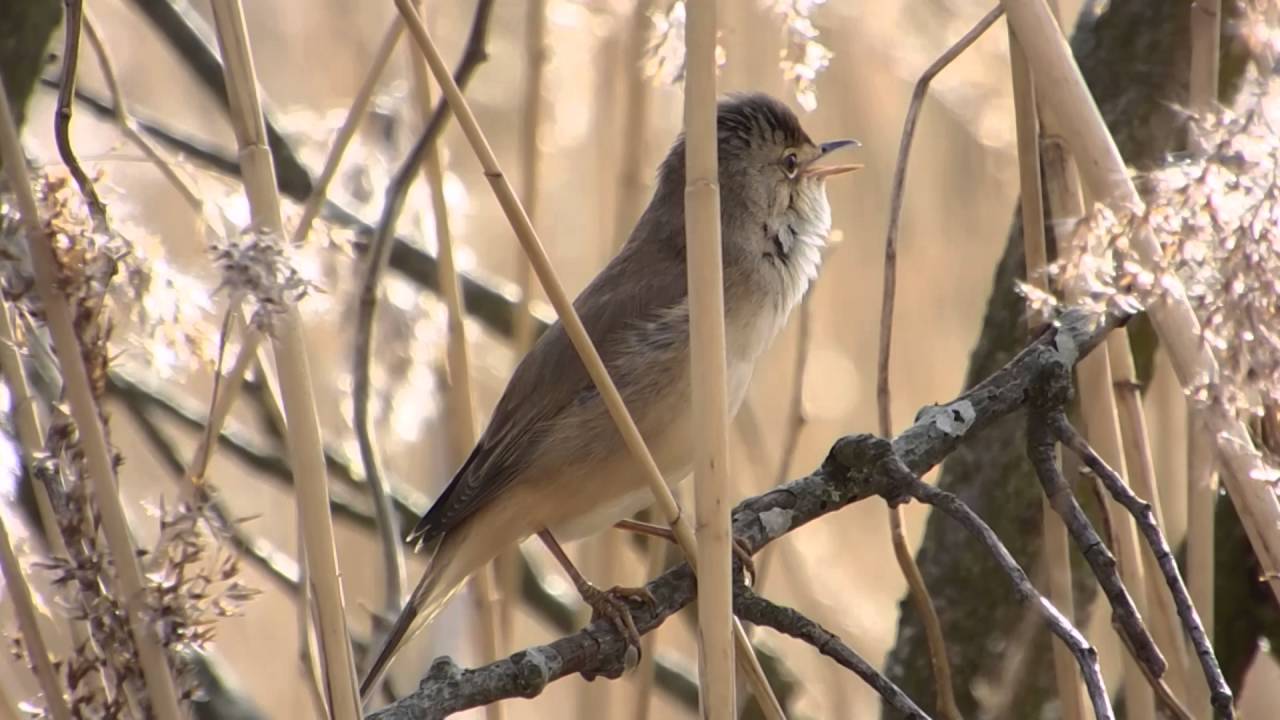 reed warbler 