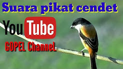 Suara pancingan pikat cendet / pentet sangat ampuh.  - Durasi: 1:11:04. 