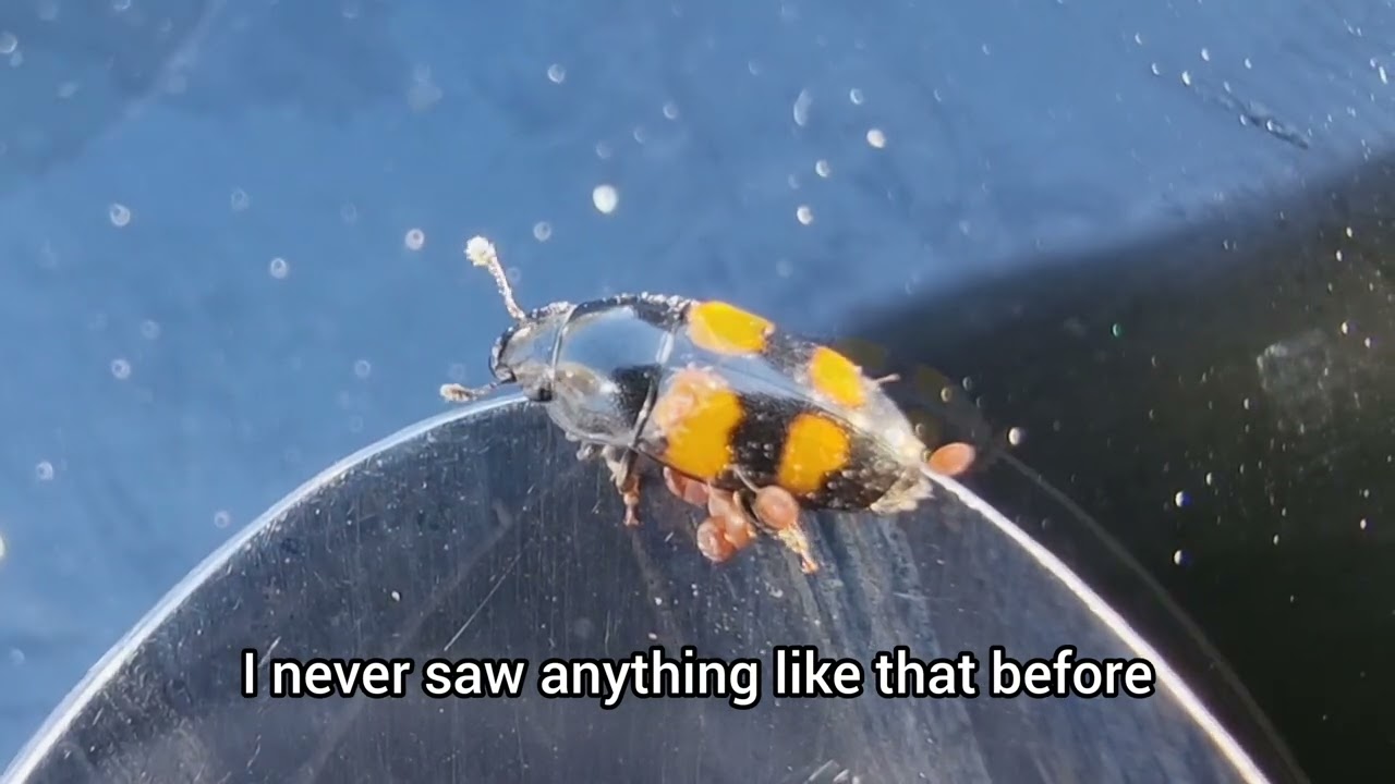 Red Tiny Parasites on (Glischrochilus Grandis) Beetle