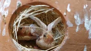 28 April 2024 My beautiful white feathers Java finches birds babies in there nest.