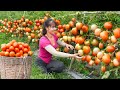 Harvesting tomato goes to market sel  ly tieu toan harvest  phng free bushcraft