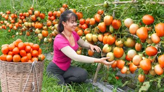 Harvesting Tomato Goes To Market Sel  Ly Tieu Toan Harvest || Phương Free Bushcraft