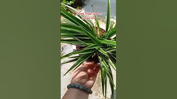 Cỏ Lan Chi Có Củ #dongthapstore #colanchi