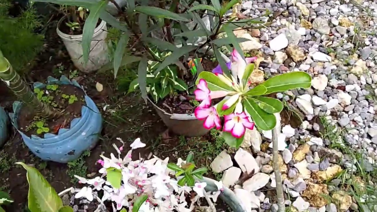 Bapak membuat trajak buat kacang panjang🧑‍🌾