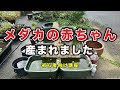 メダカの赤ちゃん、産まれました（初心者向け講座）