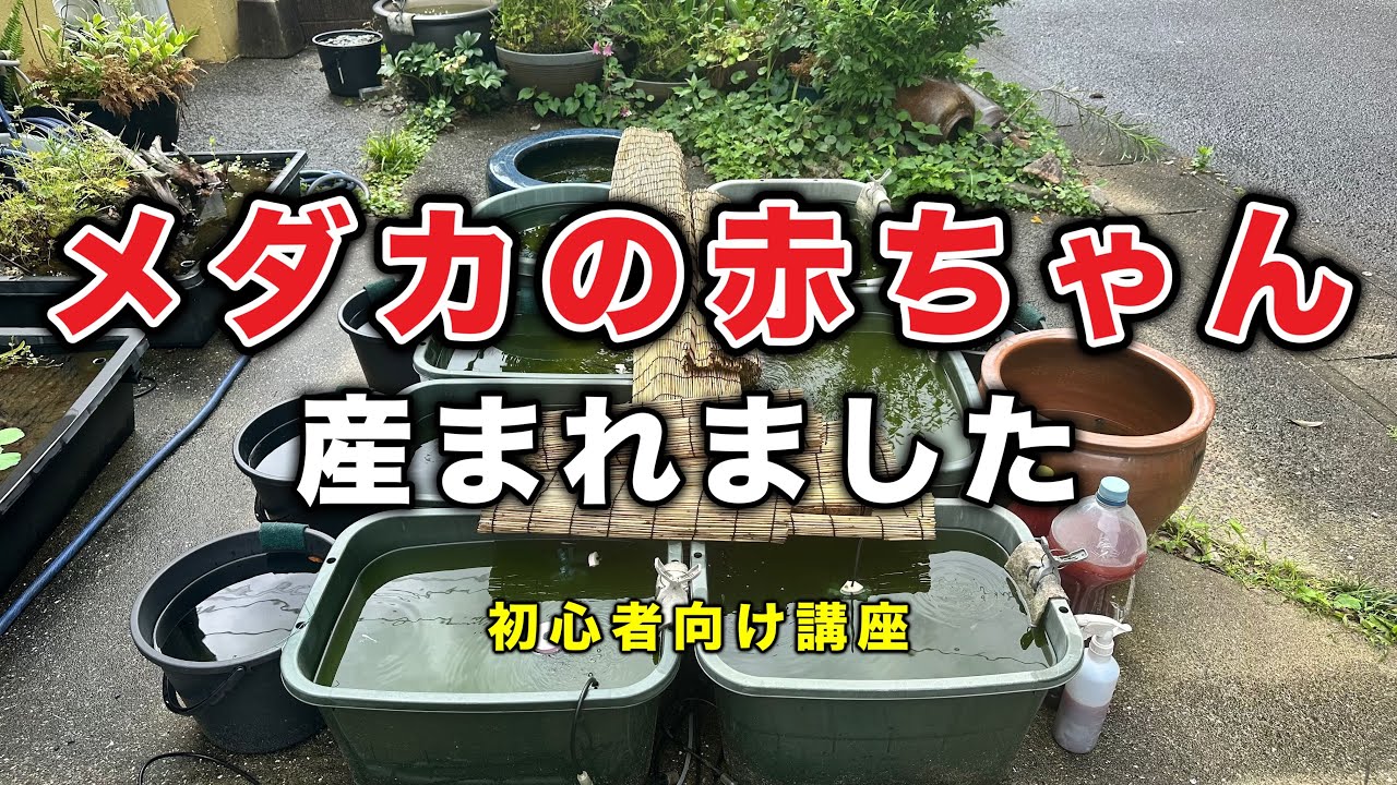 メダカの赤ちゃん、産まれました（初心者向け講座）