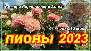 Сеянцы пионов Ворошиловой. Цветение 2023 года! Часть 6 / Сад Ворошиловой