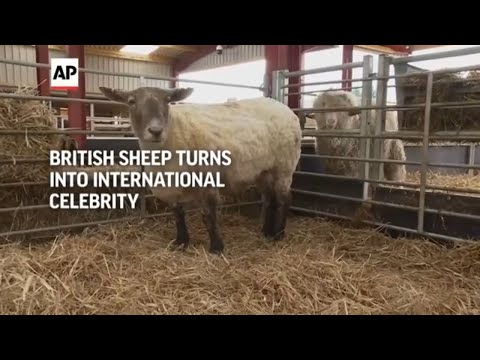 Britain's loneliest sheep